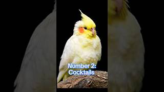 Top 3 Best Parrots For Breeding Purpose In The World trending viralshorts cute lovebirds pets [upl. by Ias]