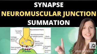 Synapses Neuromuscular Junction and Summation Cholinergic and inhibitory synapses [upl. by Relyks]