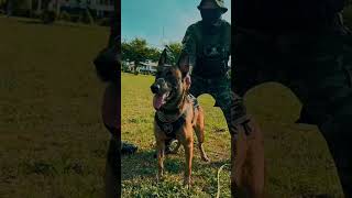 JEMMY shorts music remix k9 belgianmalinois k9training malinois [upl. by Mccahill]