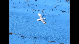 Buřňák lední Northern fulmar Eissturmvogel Noordse stormvogel Fulmar zwyczajny Fulmar boréal [upl. by Marba]