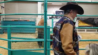 Stubborn Bison Wont Be Bought Or Sold [upl. by Drida]