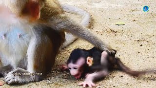 Wondering  Baby Monkey Anissa Extremely Convulsions amp Cry Very Loudly No Reason [upl. by Chery]