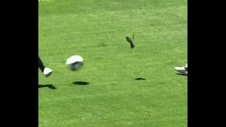 Matteo Darmian hits bird with soccer ball at Man United vs San Jose Earthquakes match [upl. by Dressler528]