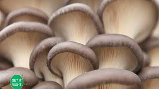 Expert Mushroom Farming Tips and why You should venture  Part 1 [upl. by Nitsirhc]