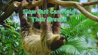 Slowest Animals on the Planet SLOTHS Will SHOCK You [upl. by Mcnutt]