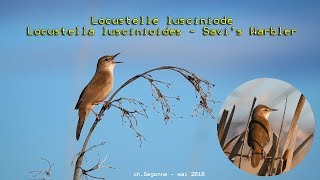 La Locustelle luscinioïde  quotSavis Warblerquot 4K [upl. by Dlabihcra]