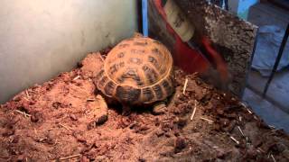 Russian Tortise enclosure [upl. by Warfore]