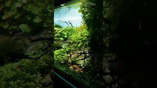 Beautiful planted terrarium setup idea short shorts ytshorts [upl. by Etnaihc858]