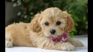 Cavachon Puppies for Sale [upl. by Arondel727]