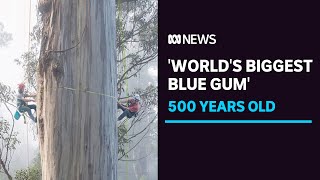 Portrait of a 500yo forest giant the worlds biggest blue gum  ABC News [upl. by Nennek]