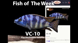 VC 10 Placidochromis milomo [upl. by Adym]