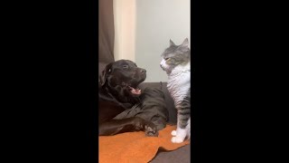 Dog Hilariously Disapproves Cat Nibbling His Foot Then Proceeds to Yawn [upl. by Dougall]