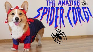 THE AMAZING SPIDERCORGI  Topi the Corgi [upl. by Osswald]