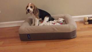 Small puppy big sound Beagle yelping [upl. by Colette]