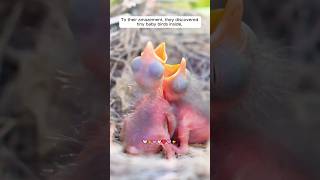 This family rescued bird nest fallen into water shorts [upl. by Nolasba]