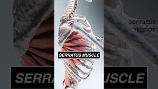 This is what your SERRATUS looks like moving the scapula 3d anatomy muscle medical [upl. by Starlin]