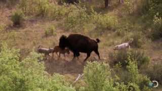 Bison and Her Calf Battle Wolves  North America [upl. by Aerdnu]