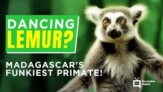 This Lemurs Dance Moves Are OUT OF THIS WORLD Is it the FUNKIEST Creature on Earth [upl. by Dwight]