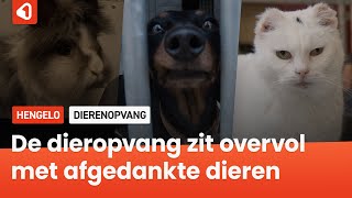 De dierenopvang zit overvol met afgedankte dieren [upl. by Jacoba425]