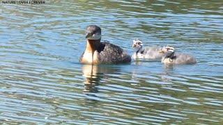 Grebes and chicks enjoying sunny day [upl. by Yenahteb]