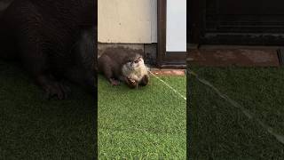 Otter trying to catch the water😇🥰🦦Cute Otter ytviral otternoise ytshorts playing [upl. by Ecyt]