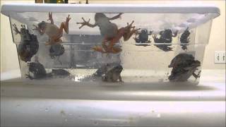 Copes Gray Tree Frogs caught from my pool 2015 [upl. by Affer]