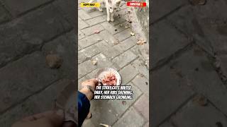 Feeding homeless cats  Subscribe cat shorts [upl. by Sibie]