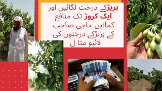 Harad  Harra  Inknut  Black Myrobalan Haritiki  Abhaya cultivation  ہریڑکی کاشت  Hareer [upl. by Ennovyhs]