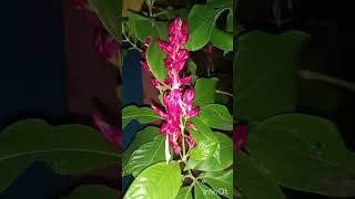 flowers shortvideo garden [upl. by Wilhelmine572]