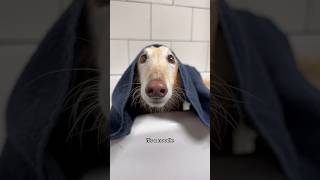 wash a noodle part 1 borzoi silkenwindhound puppy dogsofyoutube fyp shorts dogwash bathtime [upl. by Henryk459]