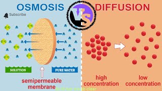 The Key Differences Osmosis and Diffusion Explained [upl. by Kcirdneked]