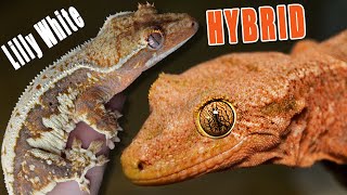 I Bred my Hybrid Gecko to a Crested Gecko [upl. by Moreen]