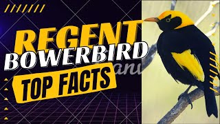 regent bowerbird facts 🇦🇺 [upl. by Fong567]