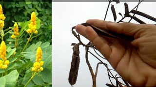 168Growing seed of candle bush flower Very beautiful candle bush plant flower of summer season [upl. by Mccutcheon372]