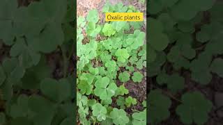 please subscribe 🙏🏻 oxalis plants kha jata hyvlogeer gardeng farming 🍀🍀🍀🍀🍀 [upl. by Yrome]