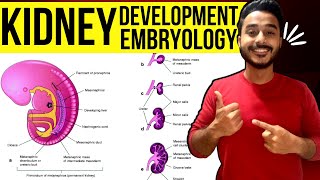 development of kidney embryology  kidney development embryology  development of renal system [upl. by Clymer235]