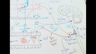 innervation du tube digestif 2ème partie  Physiologie de la digestion [upl. by Kcyrred]