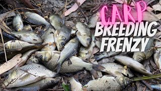 Carp Breeding Frenzy  Millions of Carp in the Murray River [upl. by Annuahs]