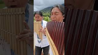 GRECKIE WINO panflute livemusic quena quenacho Zampoña nativeflutes [upl. by Adnuhsar224]