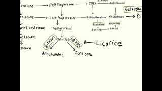 Steroid Hormone Biosynthesis [upl. by Nirtak]