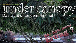 UNDER CANOPY  Untergrundbeleuchtung für BIG MAMA  Bringt es wirklich bis zu 50 mehr Ertrag [upl. by Aicirtan]