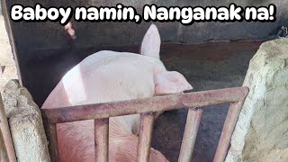 Nanganak na ang Alaga naming Baboy  Part 2 [upl. by Mikah938]