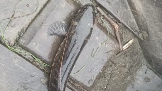 desi amazing saur fish camping in river live fishing [upl. by Ariane]