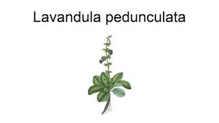 Lavandula Pedunculata [upl. by Danie]