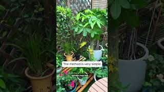 Limit yellowing and leaf fall in plants gardeninggoals gardeningistherapy gardeningtips [upl. by Atinehs]