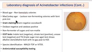 Pseudomonas Acinetobacter Burkholderia Clinical Diagnosis  Treatment  MICROBIOLOGY [upl. by Alekal695]