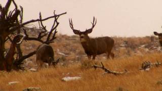 Mule Deer of Wyoming [upl. by Rezal]