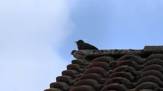 Vogelgezwitscher  Amsel und Spatz zwitschern miteinander  Sounds of Nature [upl. by Fosdick142]