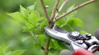 How to prune spring flowering shrubs  Grow at Home  Royal Horticultural Society [upl. by Llerrit324]