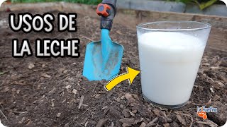 LECHE PARA LAS PLANTAS  7 Usos INCREIBLES Para Plantas Y El Huerto  La Huertina De Toni [upl. by Higgs62]